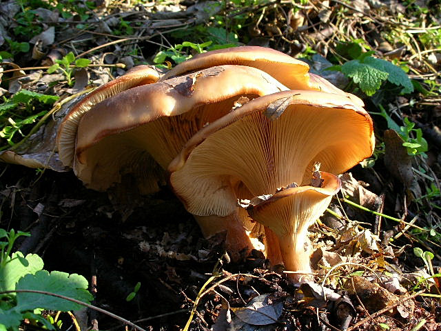 Clitocybe geotropa e Omphalotus olearius